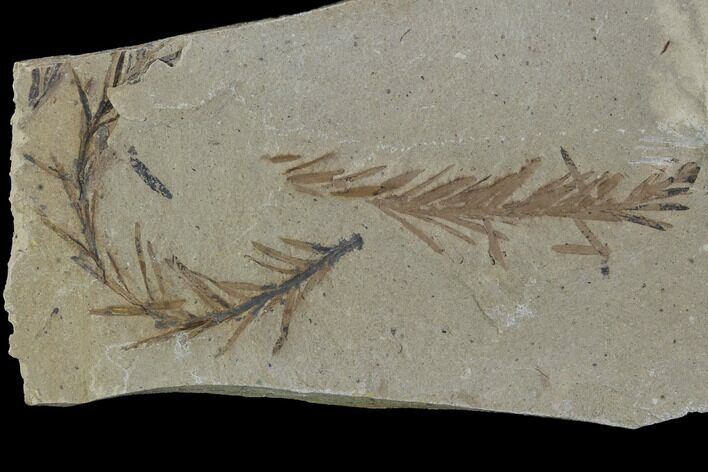 Metasequoia (Dawn Redwood) Fossils - Montana #89376